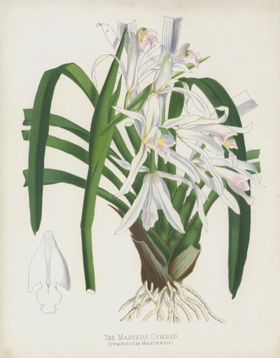 Il cymbidium di Masters, Cymbidium Mastersii da English School